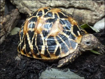 Quel est ce reptile ?