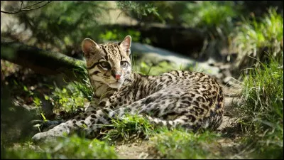 Quel est ce félin ?