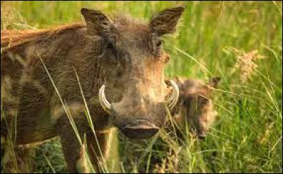 Quel est cet animal ?