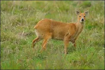 Quel est cet animal ?