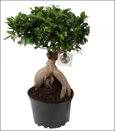 Quelle est cette plante ?