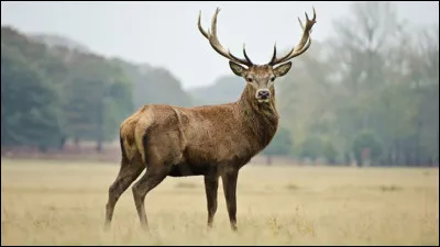 Avec un subtil calembour, on pourrait le dire trois fois ... !