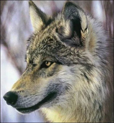 "Crier au loup" signifie :