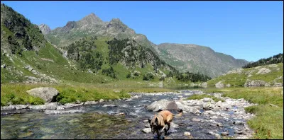 Vous avez emmené votre chien ... que faites-vous ?