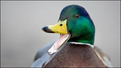 Quel est cet animal ?