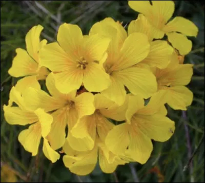 Si tu étais une fleur, de quelle couleur serais-tu ?