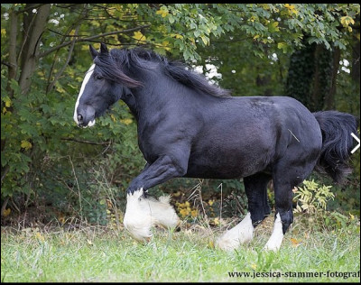 Combien y a-t-il de races de chevaux de trait en France ?