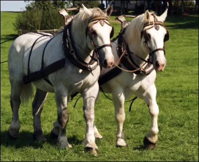 Les chevaux de traits sont des chevaux...