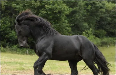 La plupart des chevaux de trait n’apparaissent pas avant le … siècle.