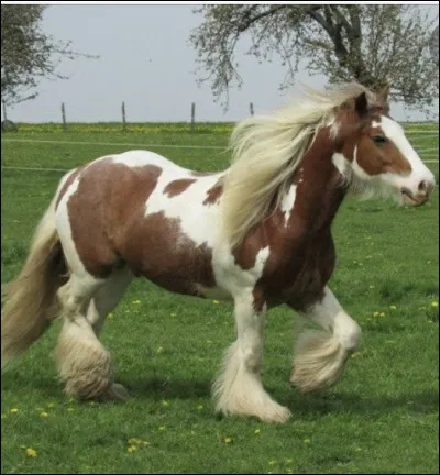 Lequel de ces chevaux est un cheval de trait ?