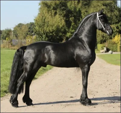 Quel est le plus grand cheval de trait ?