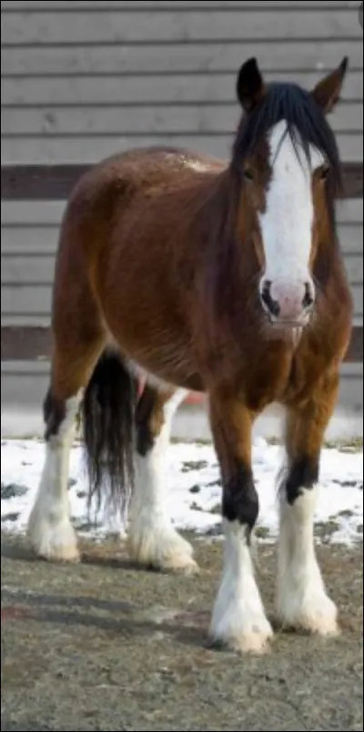 Quelle est la plus petite race de cheval de trait ?