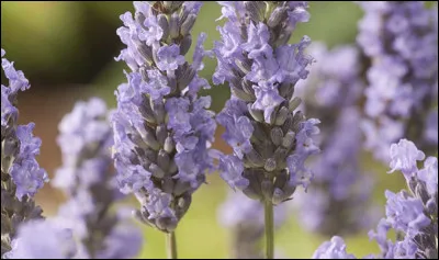 La lavande, cette fleur odorante, se trouve un peu partout dans les villages du sud, mais surtout dans le 04.