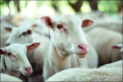 Quelle sorte de moutons trouve-t-on dans lIndre ?