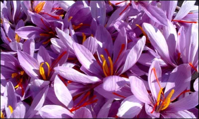 Où trouve-t-on le plus de safran en France ?