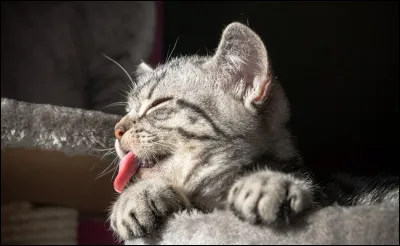 Si vous navez pas la réponse à une énigme, une devinette, que donnez-vous au chat ?