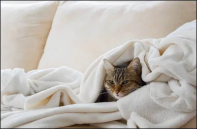Misère ! Quel souk dans cette chambre ! Une chatte ny retrouverait pas ..... !