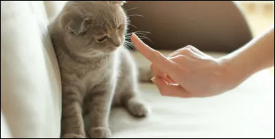 Le chat a reçu un ordre, il la transmis à...
