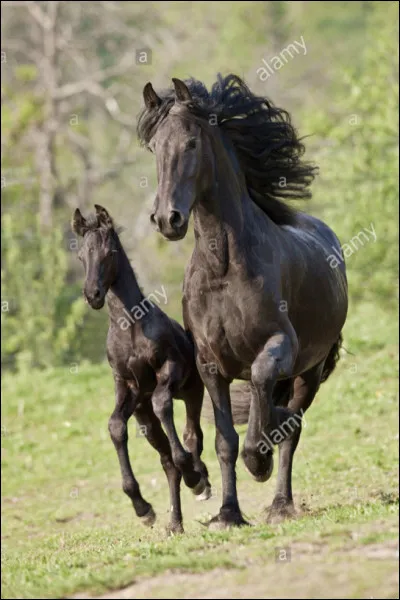 Les frisons sont obligatoirement noirs.