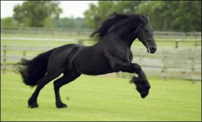 Avec quels chevaux le croise-t-on ?