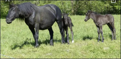 Est-ce un cheval de trait ?