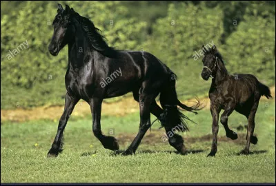 Quand est-il apparu ?