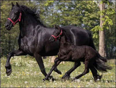 À quelle époque est-il très apprécié ?