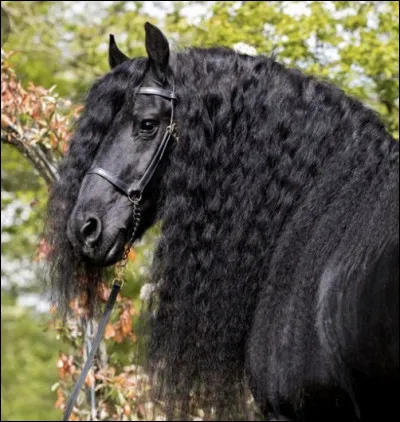 De quel pays vient-il ?