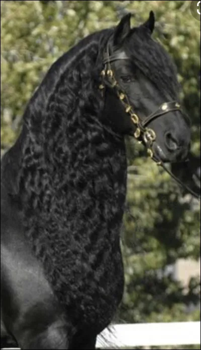 Quand la race faillit disparaître combien restait-il d’étalons de race pure ?