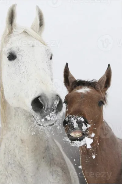 Quelles sont les qualit&eacute;s et les d&eacute;fauts du pur-sang anglais ?