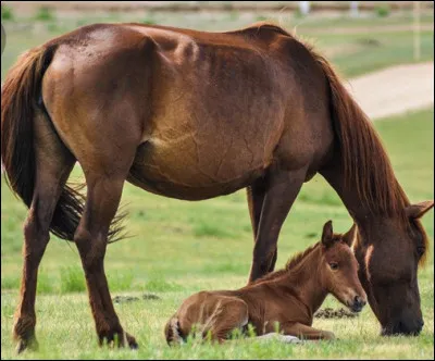 Quel est le nom des trois premiers &eacute;talons pur-sang anglais ?