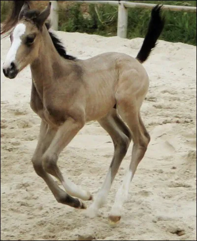 Quel fut le croisement pour obtenir le pur-sang anglais ?