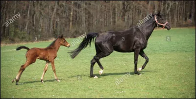 Combien y a-t-il de poulini&egrave;res dans le monde ?