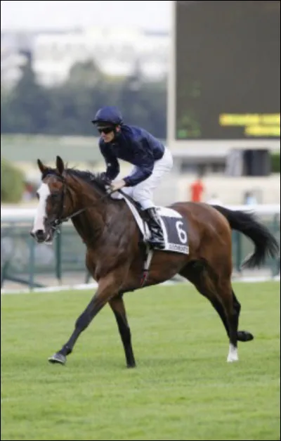 Quel est le poids moyen du pur-sang anglais ?