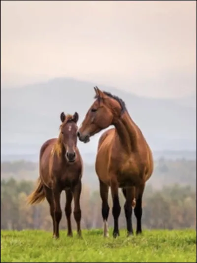 Quelle est la vitesse maximale d'un pur-sang anglais ?