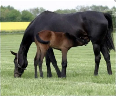 Lequel de ces chevaux est un pur-sang anglais ?