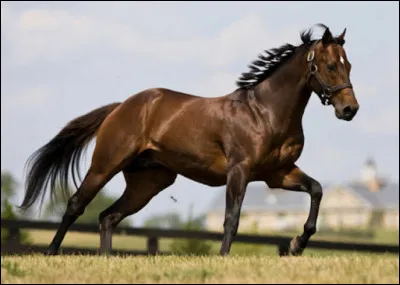 En quelle discipline excelle-t-il ?