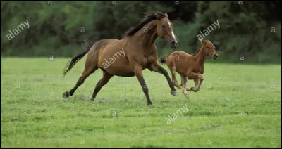 Combien peut-il avoir de robes ?