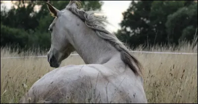 De quel pays vient-il ?