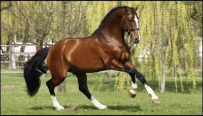 Quel est le meilleur pur-sang anglais de tous les temps ?