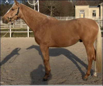 Quelle taille fait le pur-sang anglais en moyenne ?