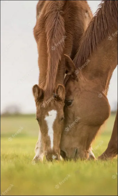 Combien y a-t-il de naissances en un an en France ?