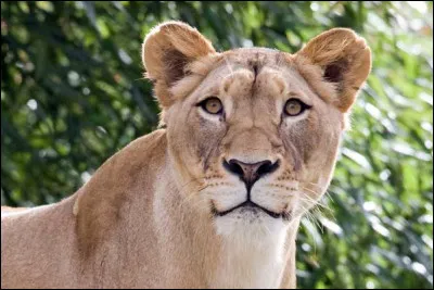 Trouvez la bonne r&eacute;ponse et vous serez "The Best" !