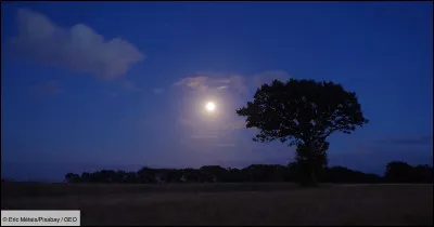 Comment s'appelle l'arbre qui donne le coing ?