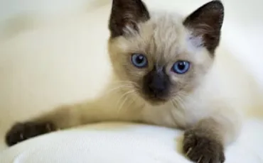 Quiz Animaux