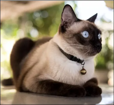 Quand la race du siamois a-t-elle &eacute;t&eacute; reconnue par la FIF, la f&eacute;d&eacute;ration internationale f&eacute;line ?