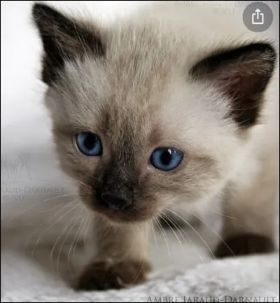 En quelle ann&eacute;e les siamois furent-ils d&eacute;couverts par les Europ&eacute;ens ?