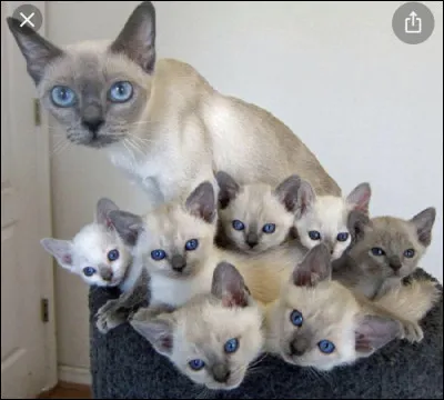 Son origine remonte au�