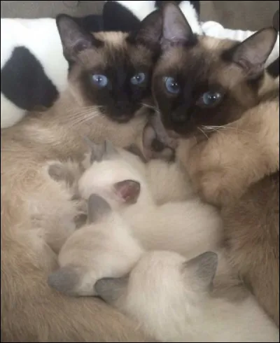 Ce chat fait partie des chats &agrave; poils�