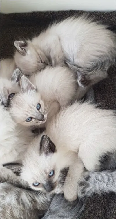 Lequel des ces chats est un siamois ?